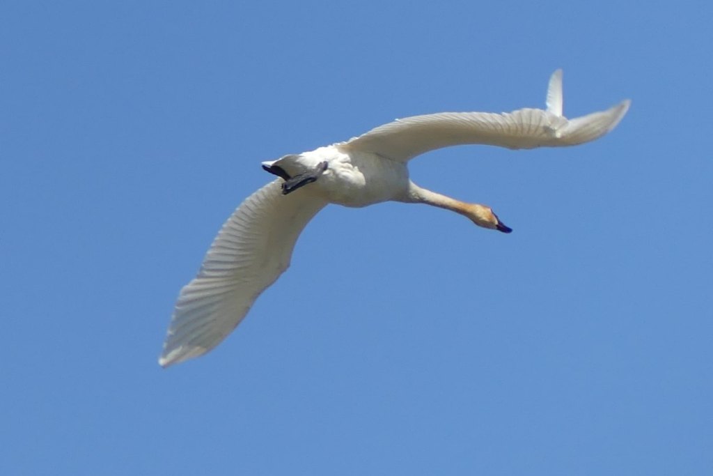 Tundra Swan Prescott Beach County Park Columbia River Rainier columbia county