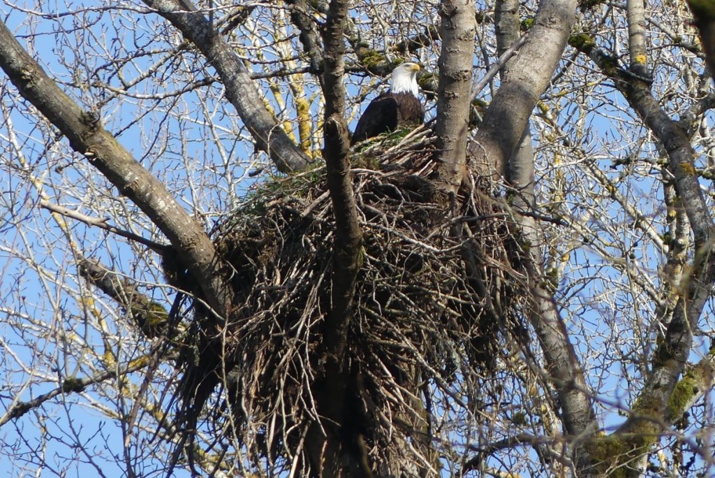 Bald Eagle nest Prescott Beach County Park Columbia River Rainier columbia county