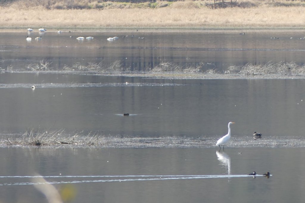 Carr Slough Prescott Beach County Park Columbia River Rainier columbia county