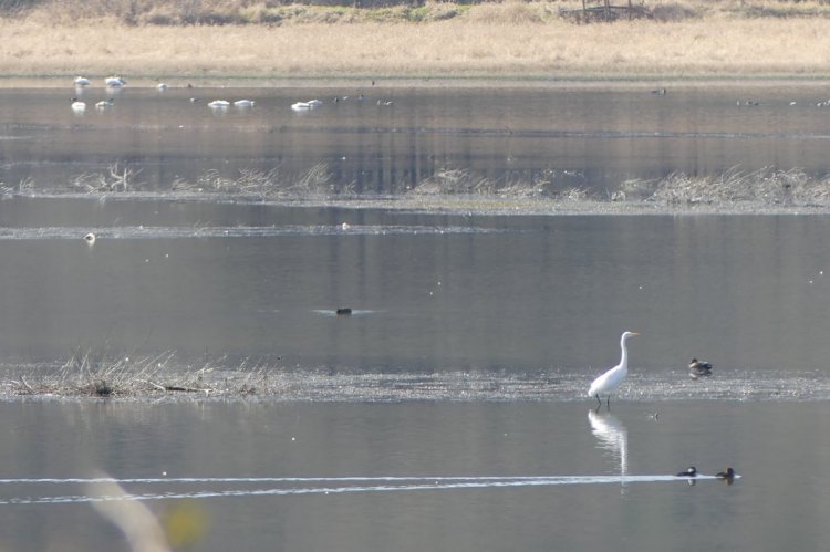 Carr Slough Prescott Beach County Park Columbia River Rainier columbia county