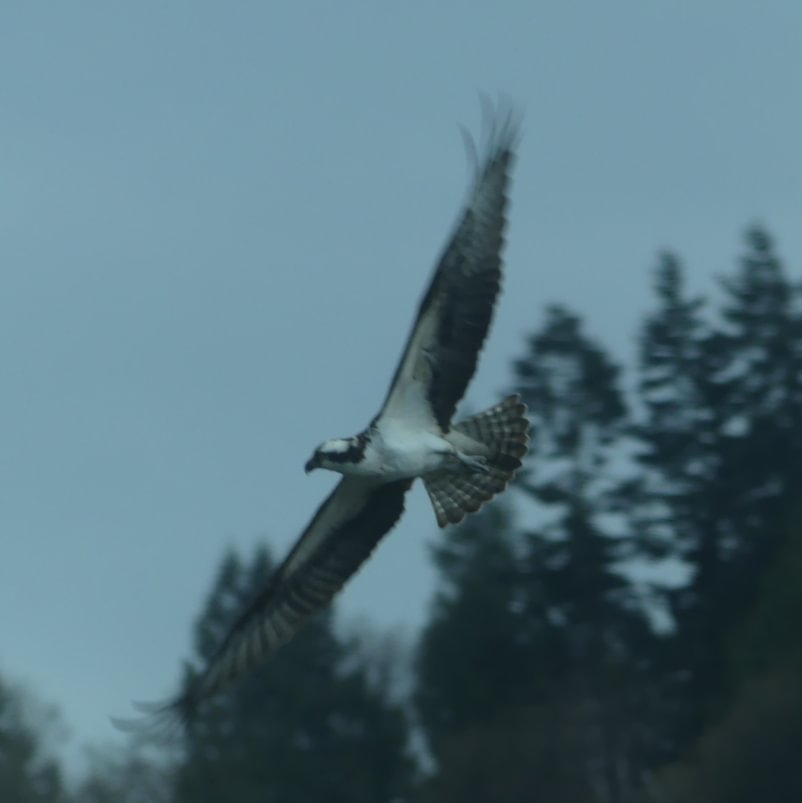 Osprey Trojan Park Goble Prescott Rainier Columbia County oregon