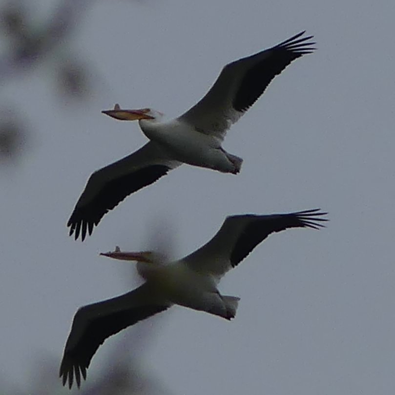 American White Pelican Trojan Park Goble Prescott Rainier Columbia County oregon