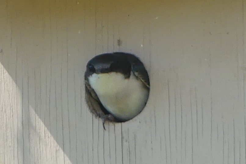 Tree Swallow Trojan Park Prescott Goble Rainier Columbia County Oregon
