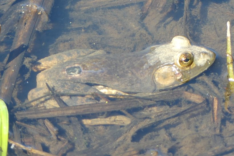 American Bullfrog Trojan Park Goble Prescott Rainier Columbia County Oregon