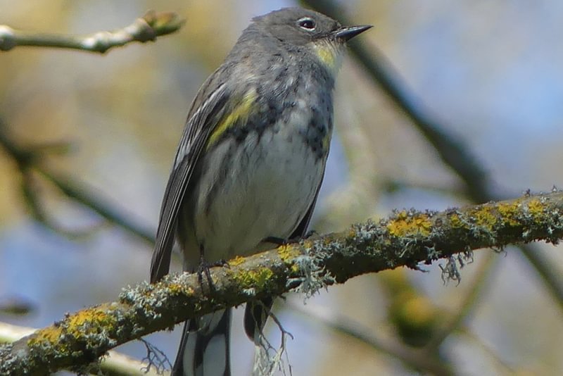 Audubon's Warbler Trojan Park Prescott Goble Rainier Columbia County Oregon