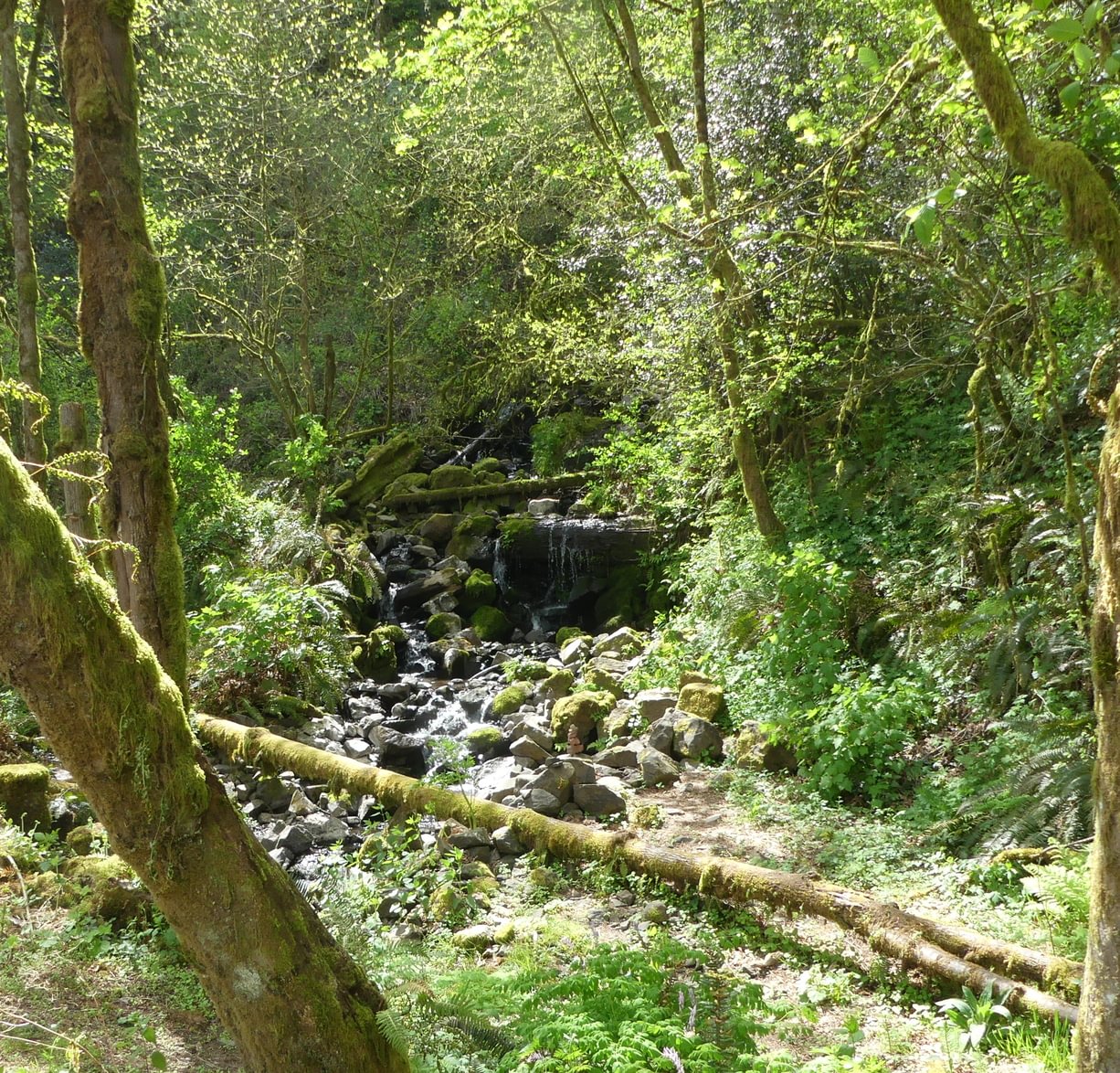 stream Welter Cemetery Trojan Park Rainier Goble Prescott Columbia County oregon