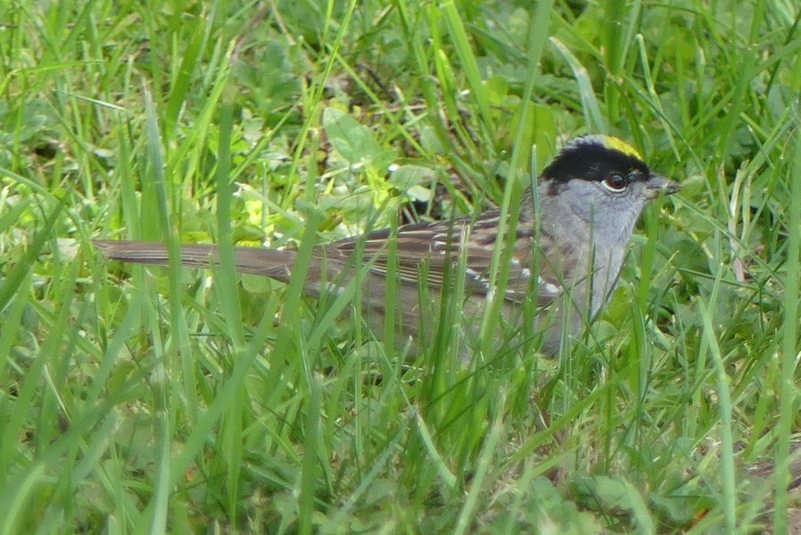 Golden-crowned Sparrow Trojan Park Prescott Goble Rainier Columbia County Oregon