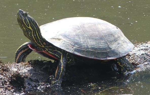 Western Painted Turtle Trojan Park Goble Prescott Rainier Columbia County Oregon