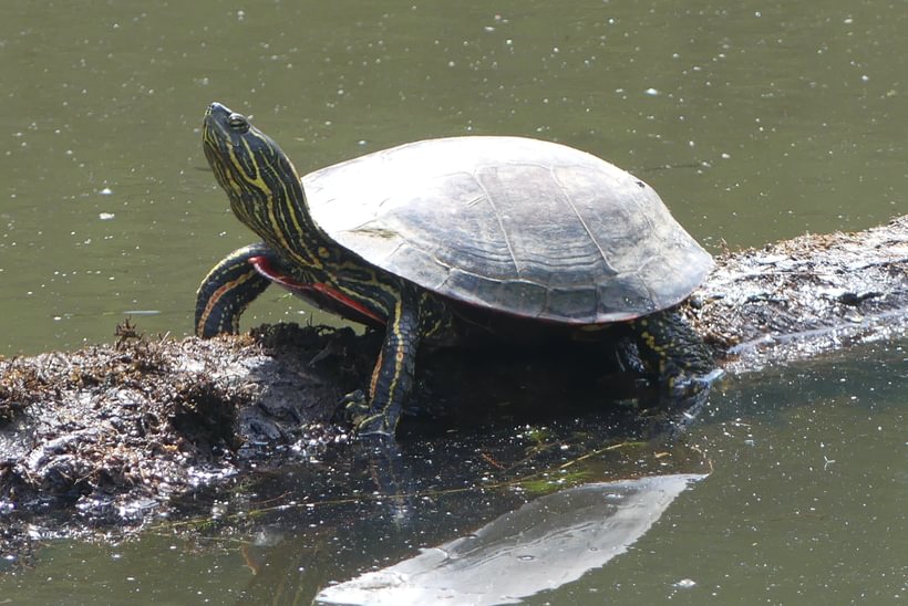 Western Painted Turtle Trojan Park Goble Prescott Rainier Columbia County Oregon