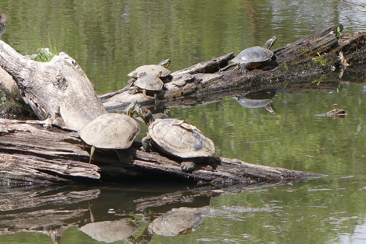 Western Painted Turtles Red-eared Sliders Trojan Park Goble Prescott Rainier Columbia County Oregon