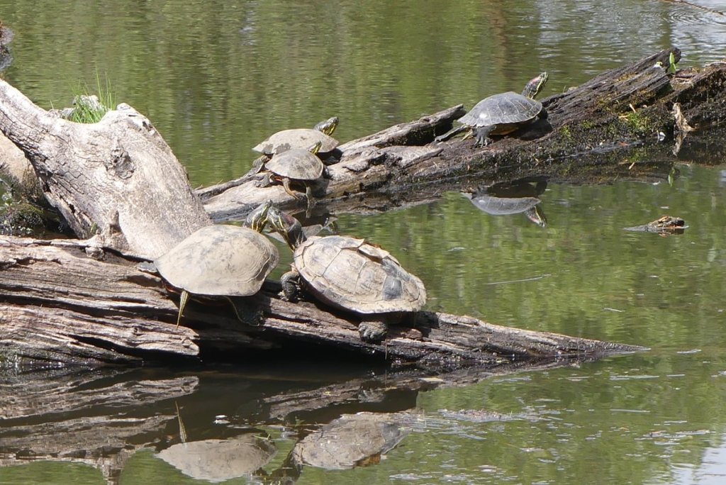 Western Painted Turtles Red-eared Sliders Trojan Park Goble Prescott Rainier Columbia County Oregon