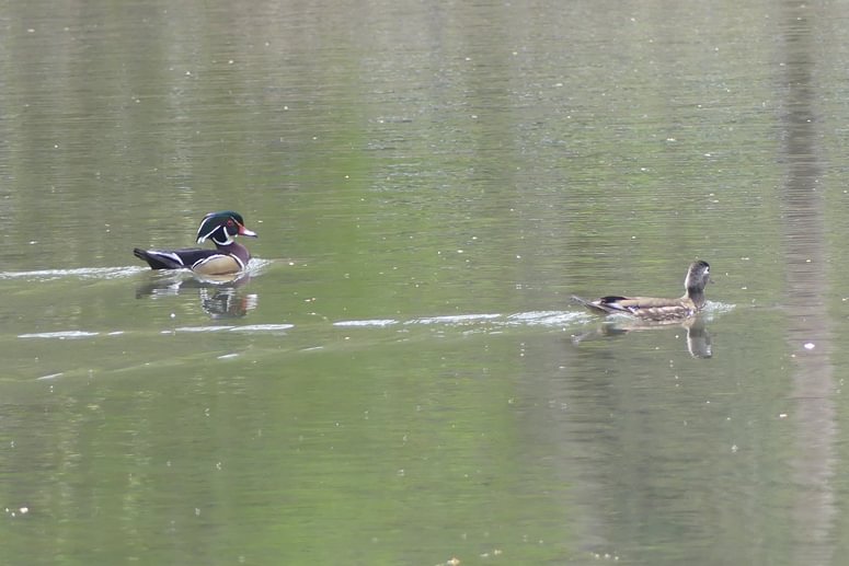 Wood Ducks Trojan Park Prescott Goble Rainier Columbia County Oregon