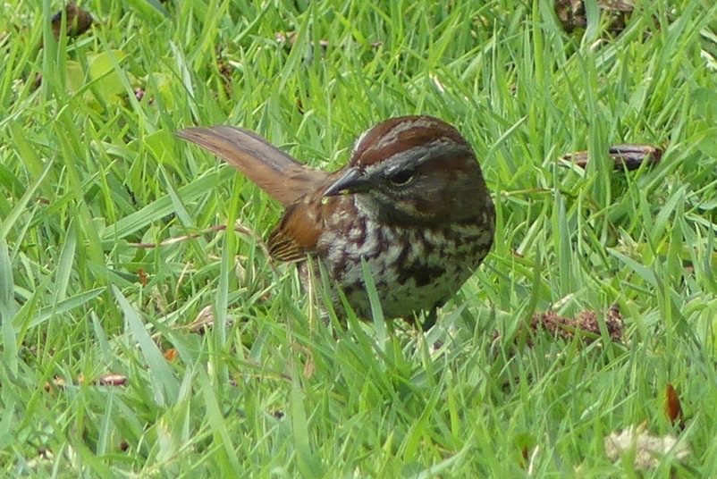 Song Sparrow Trojan Park Prescott Goble Rainier Columbia County Oregon