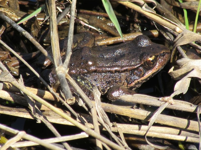 Northern Red-legged Frog Trojan Park Goble Prescott Rainier Columbia County Oregon