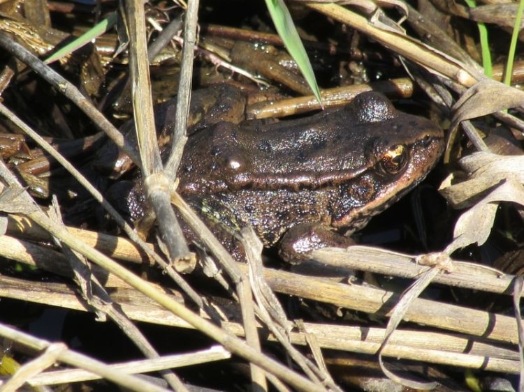 Northern Red-legged Frog Trojan Park Goble Prescott Rainier Columbia County Oregon