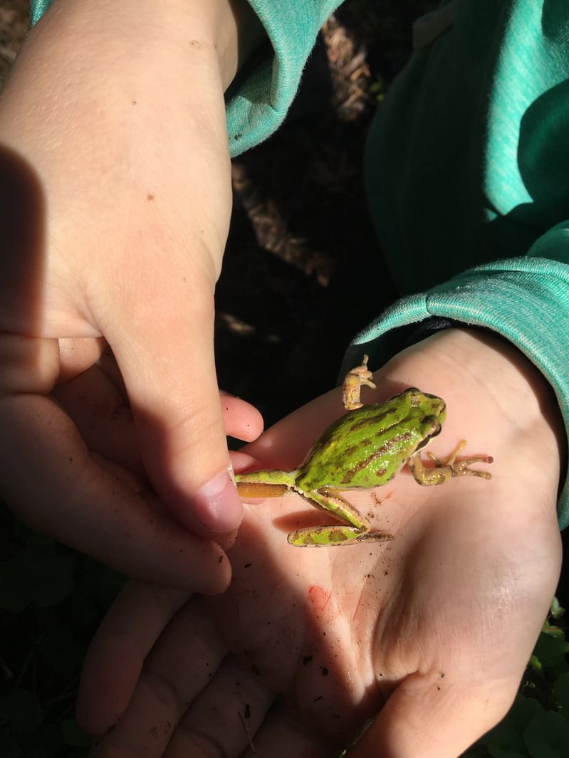 4-H Welter Cemetery Goble Prescott Rainier Columbia County Oregon Northern Pacific Treefrog