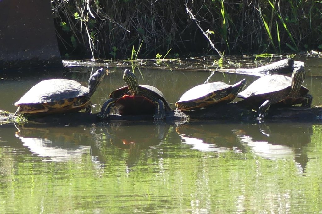 Western Painted Turtles Red-eared Sliders Trojan Park Goble Prescott Rainier Columbia County Oregon