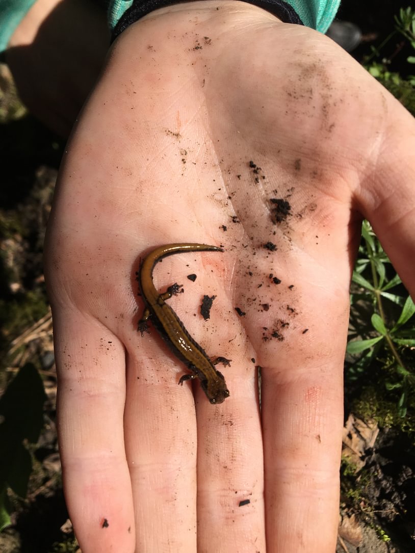 4-H Welter Cemetery Goble Prescott Rainier Columbia County Oregon Western Red-backed Salamander
