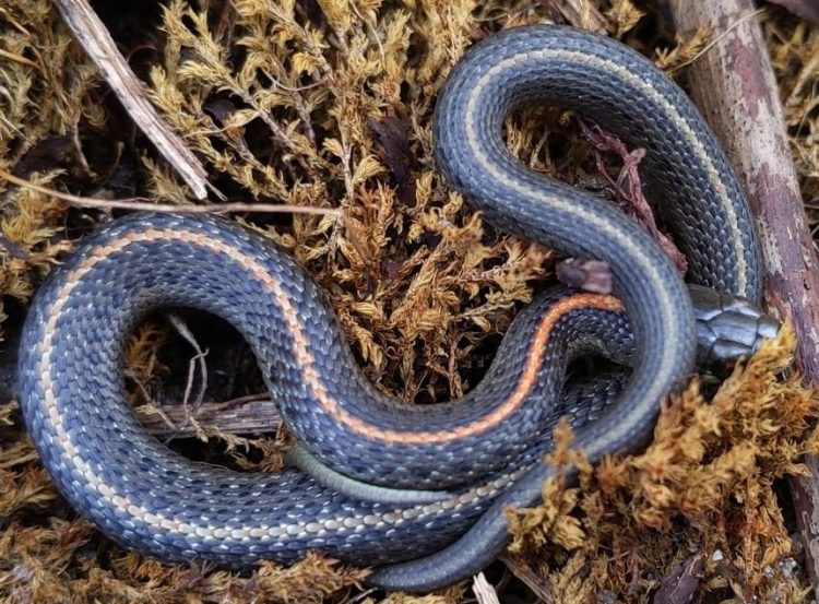 Northwestern Garter Snake Thamnophis ordinoides rainier riverfront park city oregon columbia county