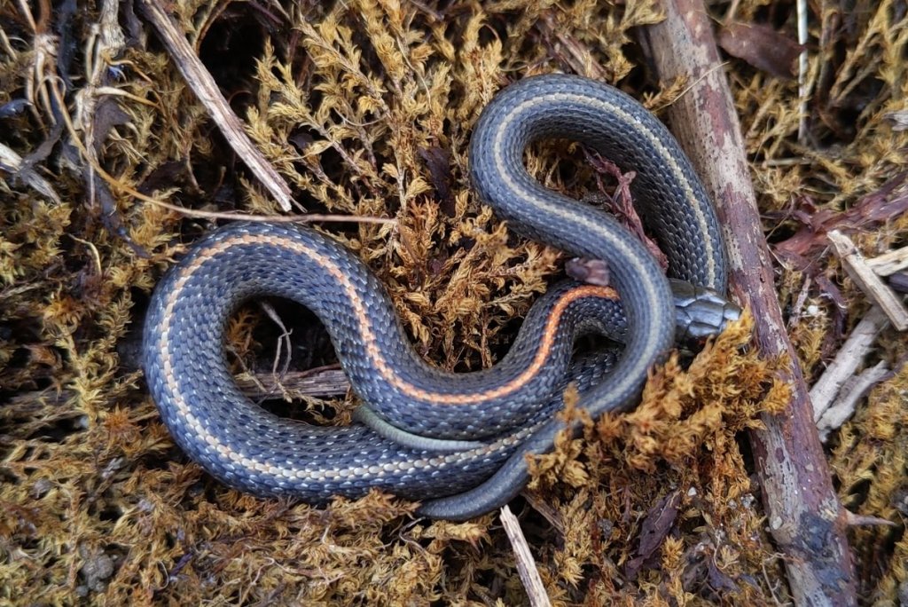 Northwestern Garter Snake Thamnophis ordinoides rainier riverfront park city oregon columbia county