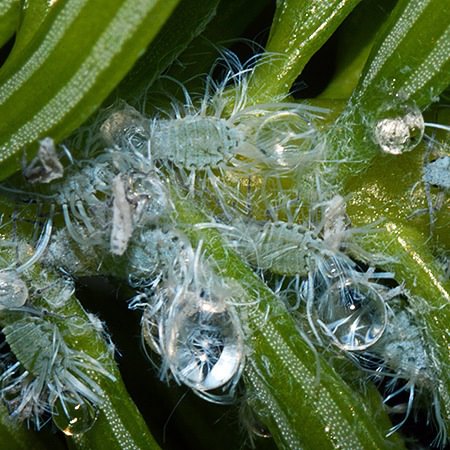 Balsam Twig Adelgid Mindarus abietinus aphid columbia county northwest oregon fir spruce