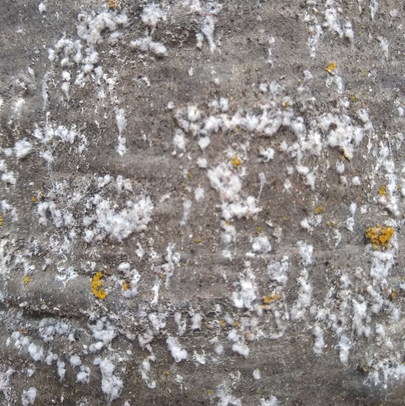 Balsam Woolly Adelgid Adelges piceae aphid northwest oregon columbia county fir