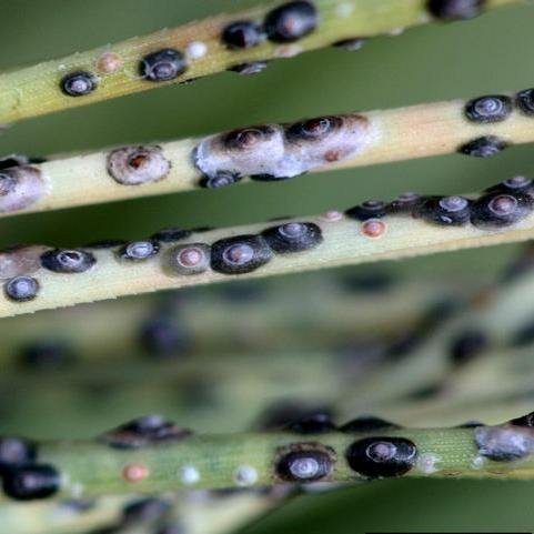 Black Pineleaf Scale Dynaspidiotus californica columbia county northwest oregon