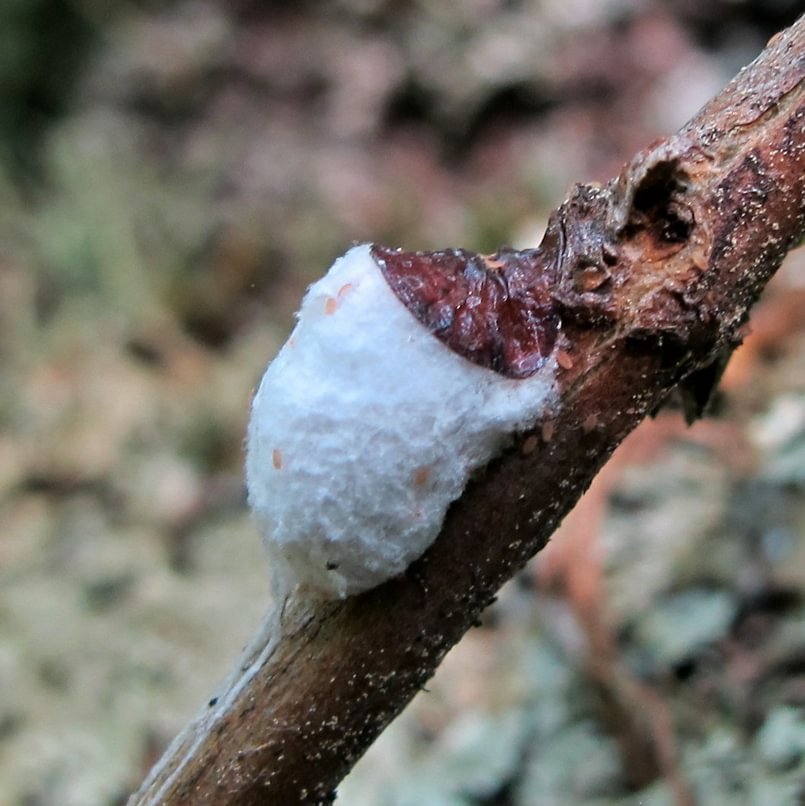 Cottony Maple Scale Pulvinaria innumerabilis columbia county northwest oregon