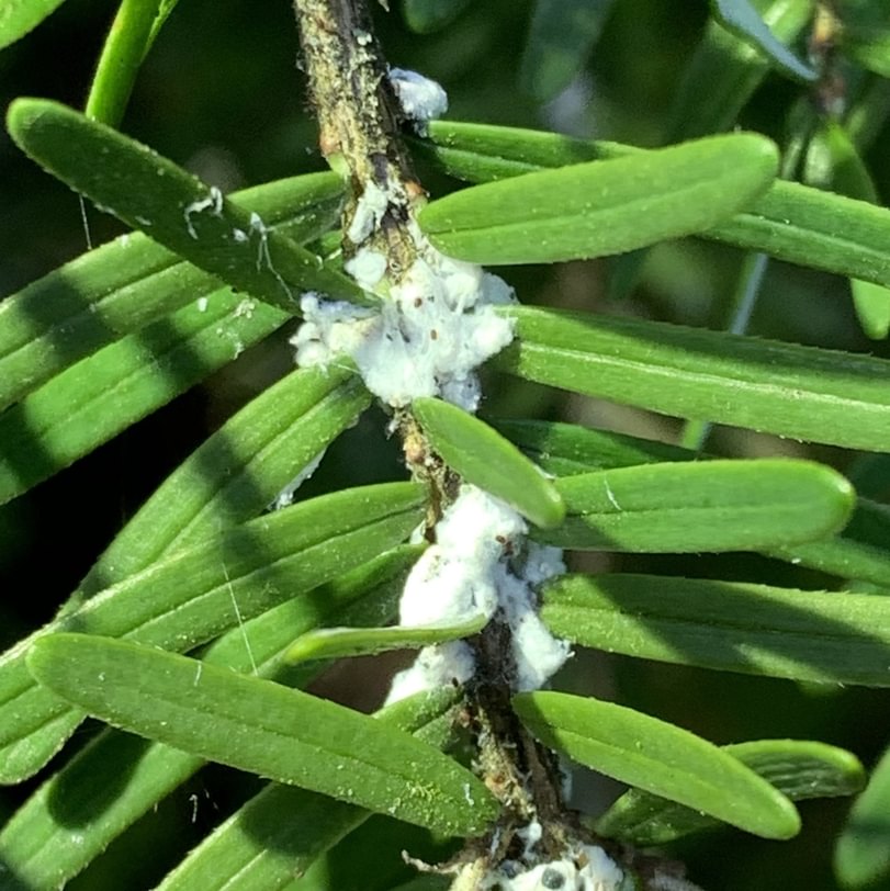 Hemlock Wooly Adelgid Adelges tsugae aphid columbia county northwest oregon western hemlock