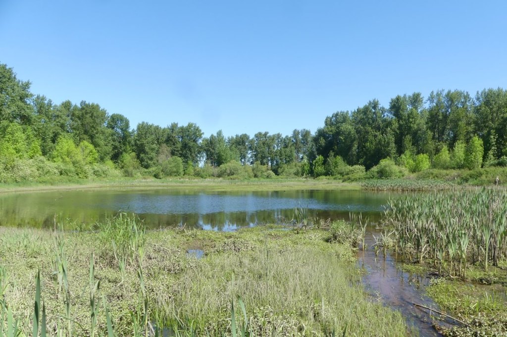 lake Dibblee Beach County Park Dibblees Columbia Northwest Oregon