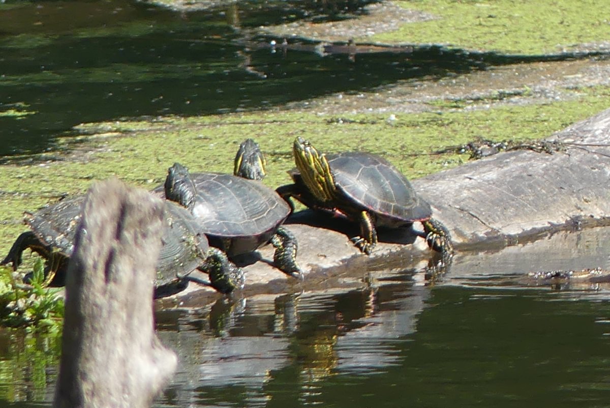 western painted turtle deer island oregon