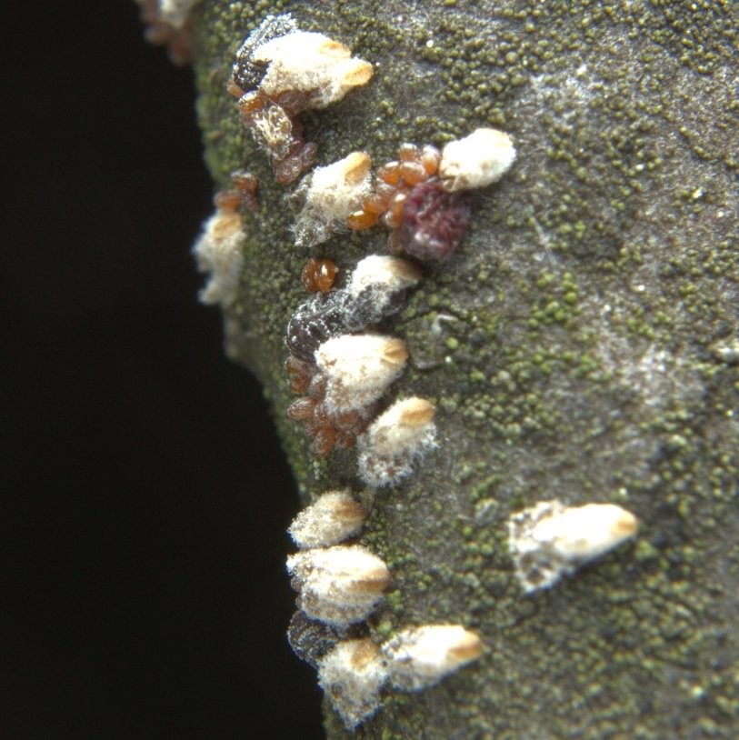 Pine Bark Adelgid Pineus strobi aphid columbia county northwest oregon eastern white pine