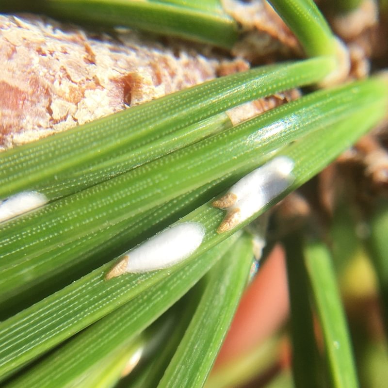 Pine Needle Scale Chionaspis pinifoliae bug columbia county northwest oregon