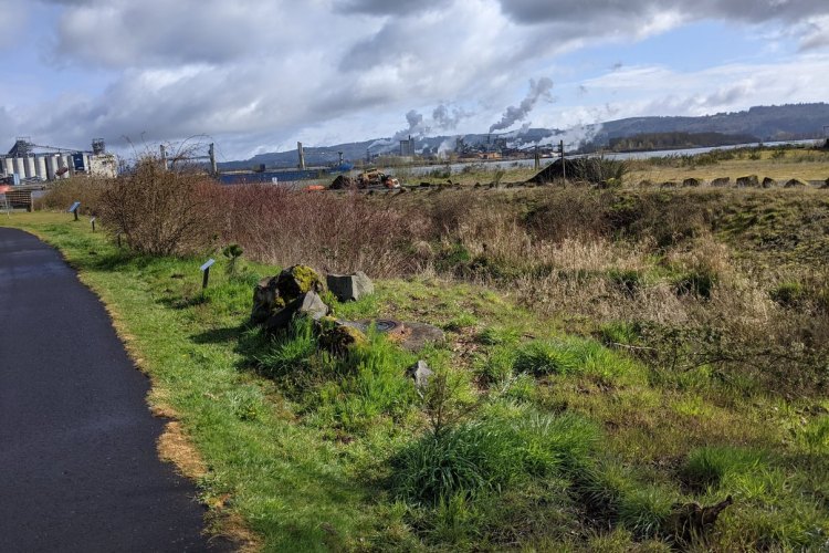 rainier riverfront park columbia county oregon habitat restoration area fox creek