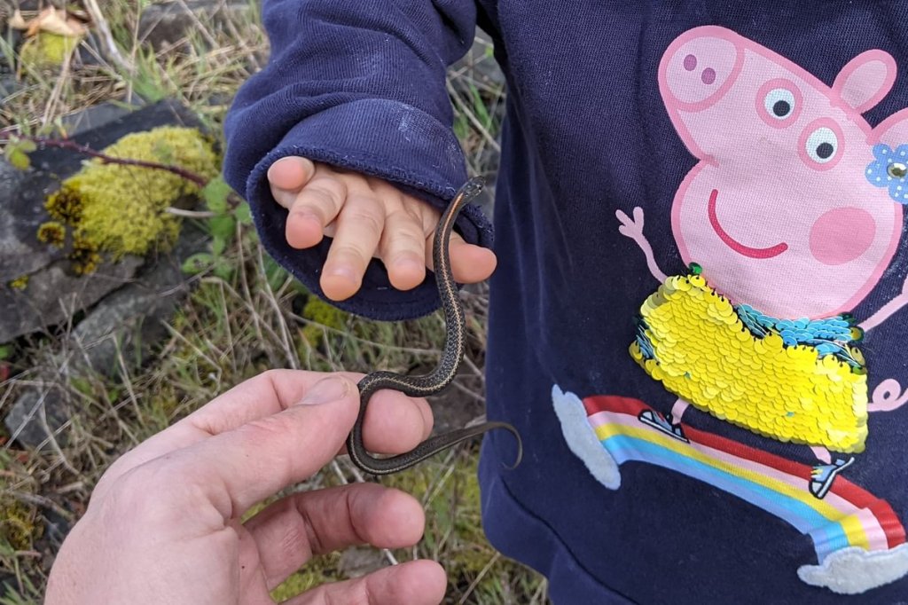 Northwestern Garter Snake Thamnophis ordinoides rainier riverfront park little girl holding snake