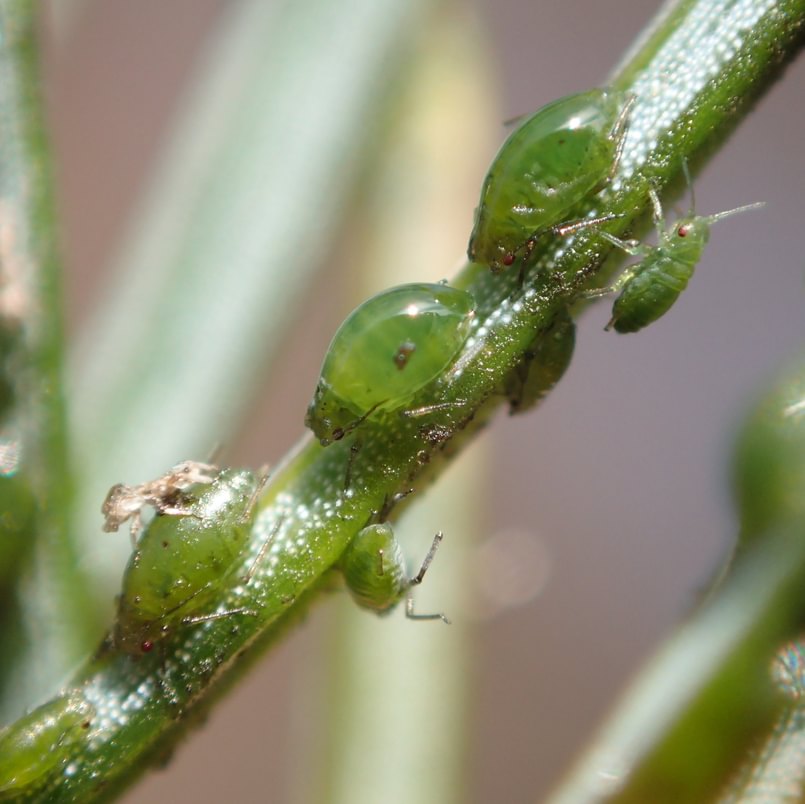 Green Spruce Adelgid Elatobium abietinum aphid columbia county oregon sitka spruce
