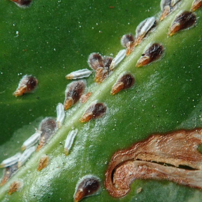 Euonymus Scale Unaspis euonymi columbia county oregon