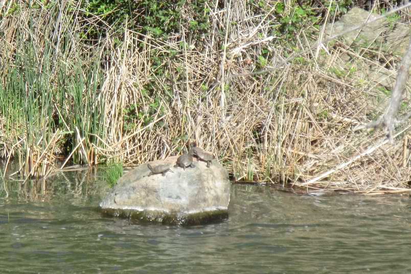 pond turtles river california