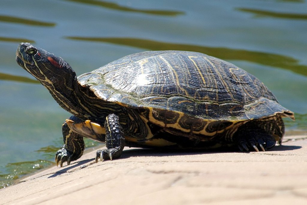 Red-eared Slider Trachemys scripta elegans