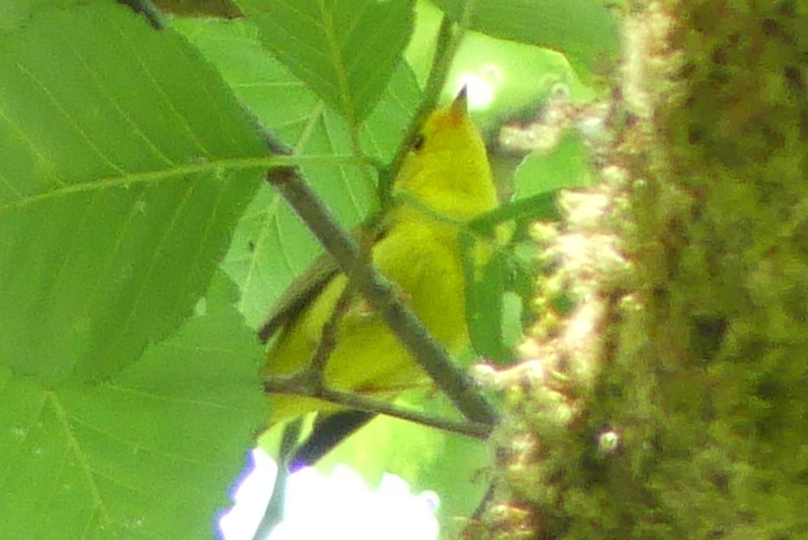 Wilson's Warbler salmonberry reservoir st. helens tree farm columbia county oregon