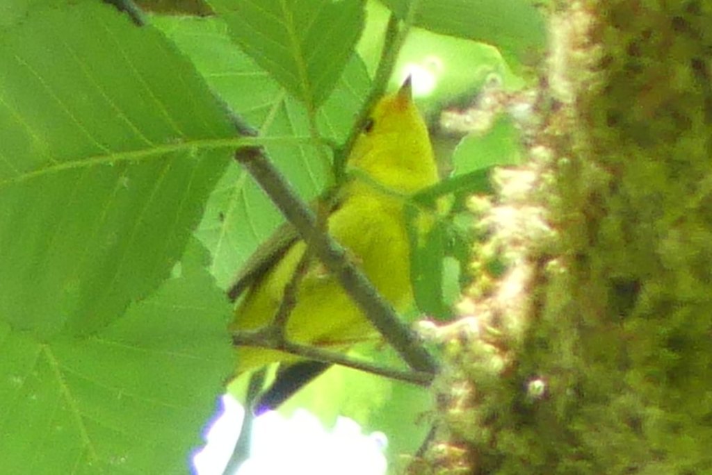 Wilson's Warbler salmonberry reservoir st. helens tree farm columbia county oregon