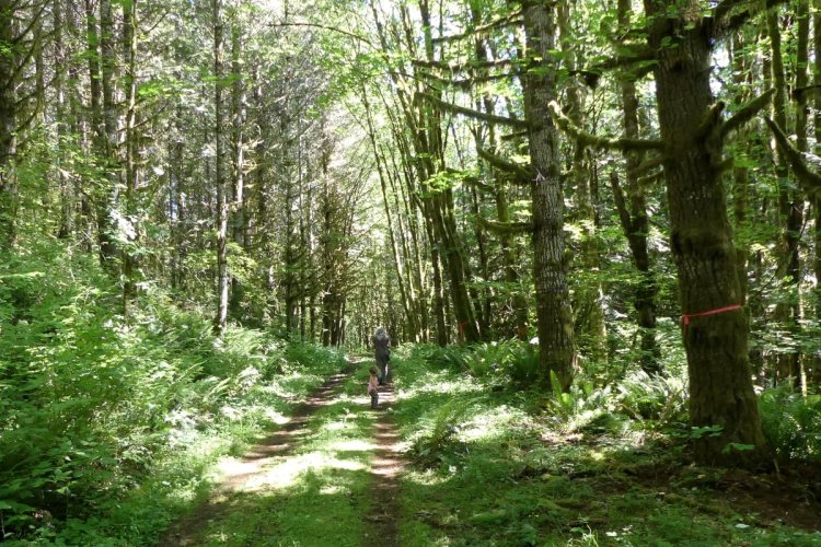 st. helens tree farm salmonberry reservoir young forest columbia county