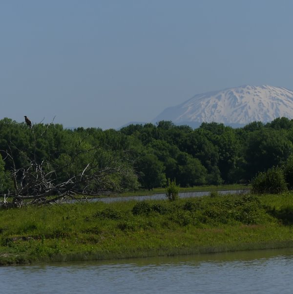 Sauvie Island Mt. St. Helens Bald Eagle Wildlife Area Westside Unit Columbia County Oregon
