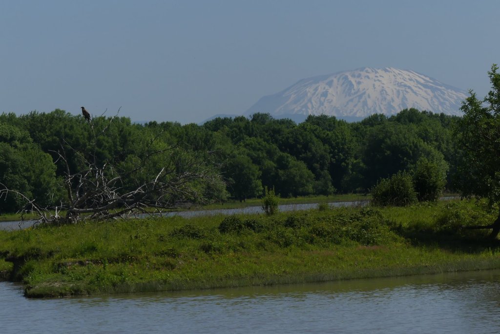 Mud Lake Bald Eagle Mt. St. Helens Sauvie Island Westside Unit Columbia County Oregon
