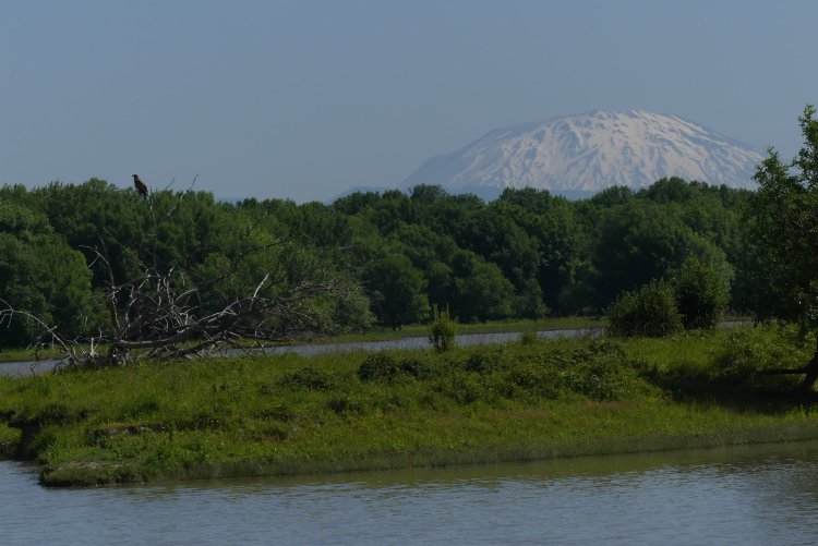 Mud Lake Bald Eagle Mt. St. Helens Sauvie Island Westside Unit Columbia County Oregon