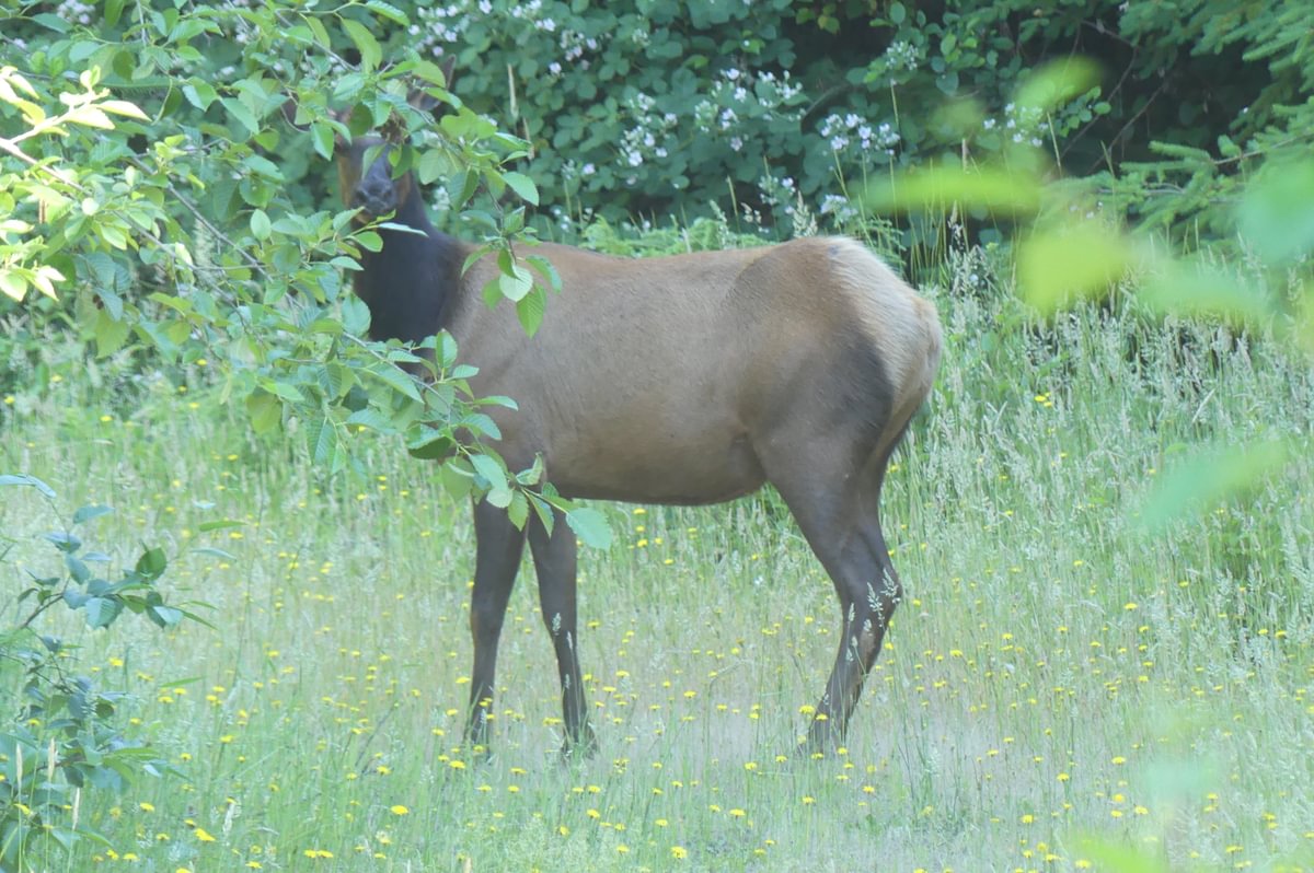 cow roosevelt elk Cervus canadensis roosevelti columbia county oregon