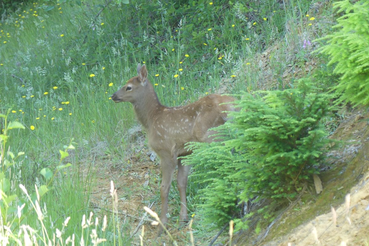 calf roosevelt elk Cervus canadensis roosevelti columbia county oregon
