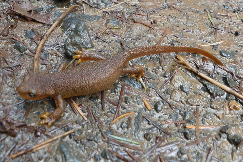Rough-skinned Newt salmonberry reservoir st. helens tree farm columbia county oregon