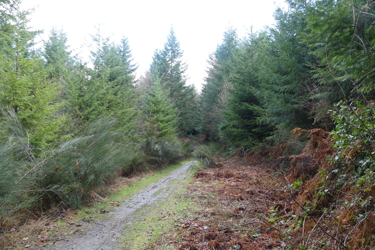 st. helens tree farm salmonberry reservoir reprod reproduction columbia county