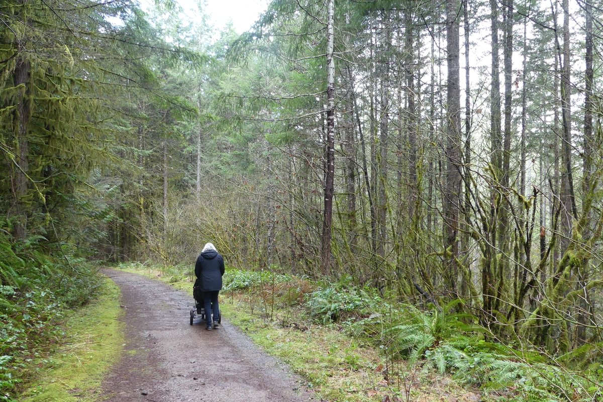 st. helens tree farm salmonberry reservoir young forest columbia county